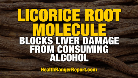Licorice root molecule blocks liver damage from consuming alcohol