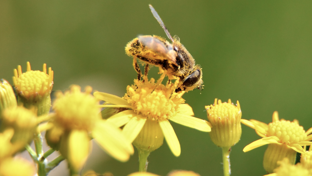 Steven Breitbach & Maryam Henein: Honey, we shrank the bees (Audio)