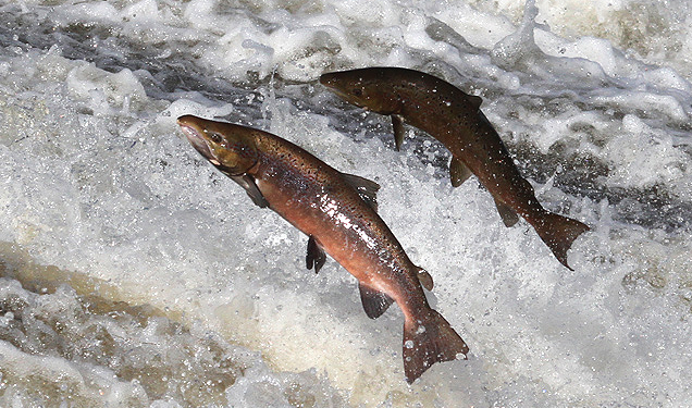 COLLAPSE: Hundreds of millions of Pacific salmon presumed dead as fish food sources collapse