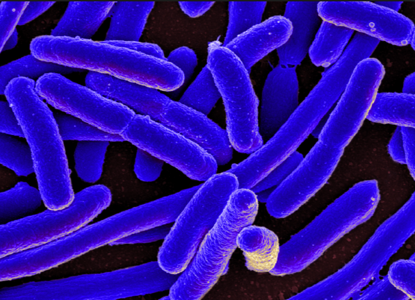 Gut microbiome found to be permanently distorted by H. pylori bacteria