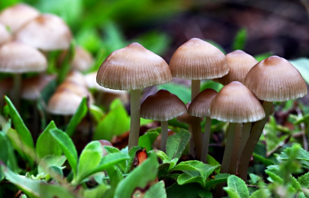 Smart Growth: Logro Farms brings sustainable mushrooms to Austin