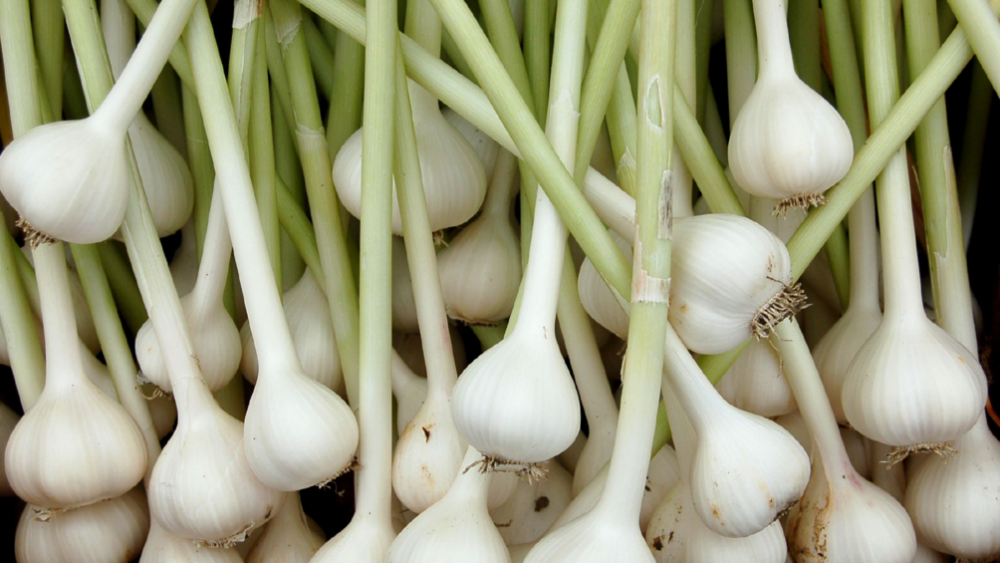 Garlic harvest, basil planting & more (Video)