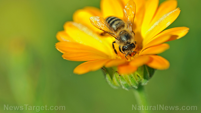 A win for nature: EU supports ban of neonicotinoids proven to decimate bees