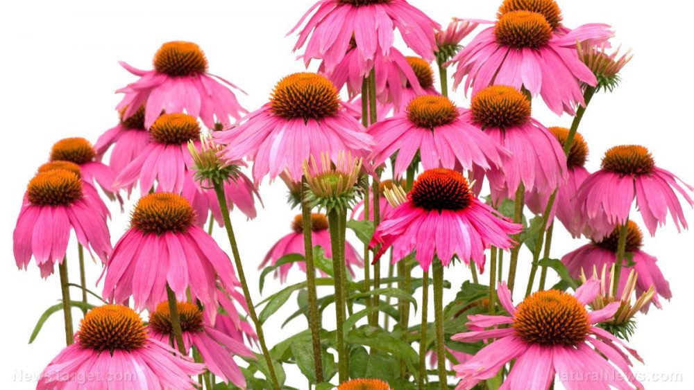 South Korean researchers CONFIRM that echinacea protects you against stress-related diseases