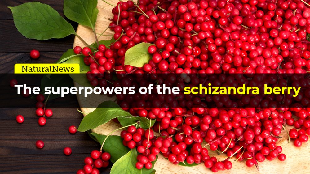 The super powers of the schizandra berry