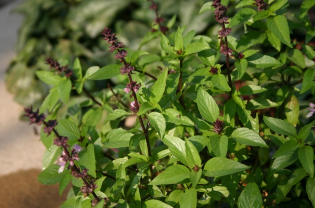 How to easily grow basil year-round