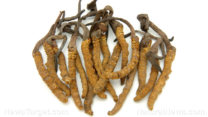 Cordyceps offers many health benefits and has been used medicinally for centuries