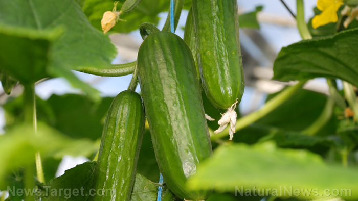 Farming for healthier cucumbers? Using potassium phosphite as part of your organic fertilizer helps them grow stronger
