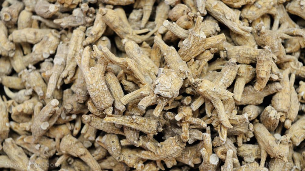 Drink more black ginseng tea to prevent diabetes
