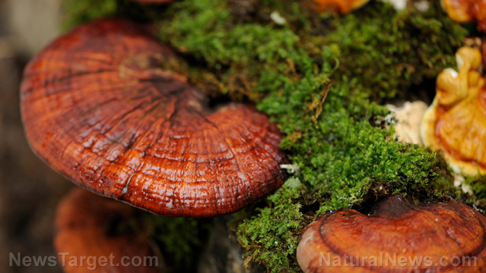 Reishi mushroom powder is an effective treatment for mouth ulcers