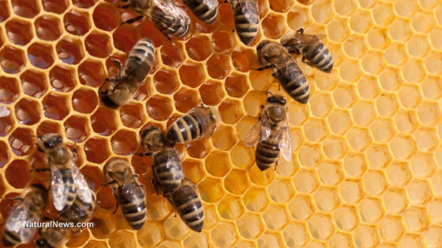 Beeswax found to reduce stress and improve sleep thanks to this remarkable molecule