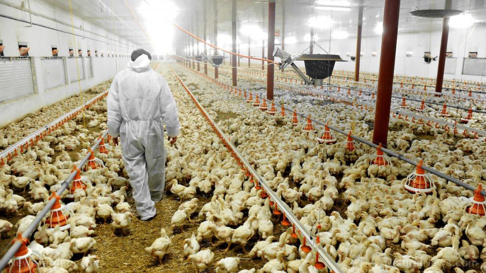 Here’s why America’s chicken meats have to be washed with toxic chlorine