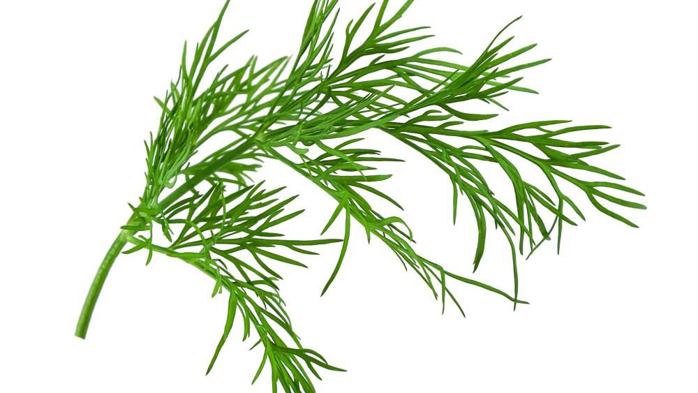 The nutritional profile of dill