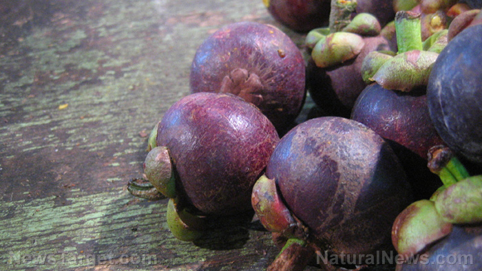 Purple mangosteen found to be a powerful remedy for malaria