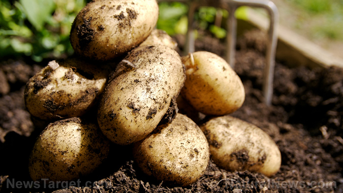 Rewrite HISTORY? Scientists discover that potatoes were likely domesticated in North America almost 11,000 years ago