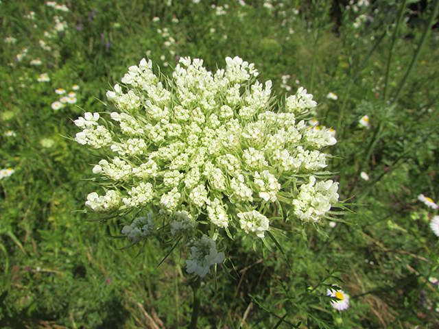 Distinctly pretty and delicate, the wild carrot may be a natural treatment for cancer