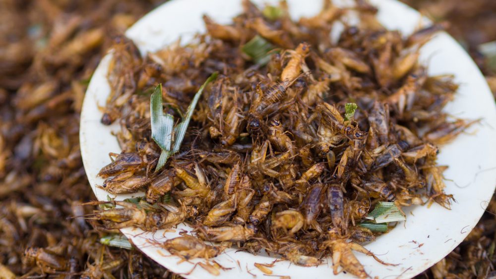 Academics are trying to “normalize” eating insects by baking biscuits out of ground insect powder