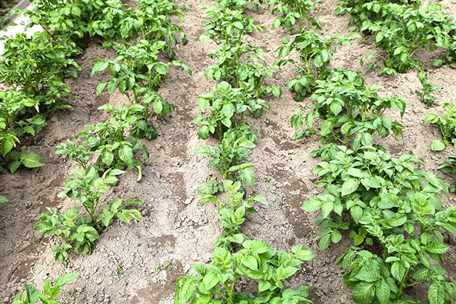 How to grow potatoes in every kind of yard