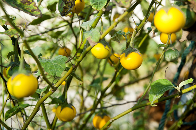The humble sodaapple nightshade  could be a great alternative cancer remedy