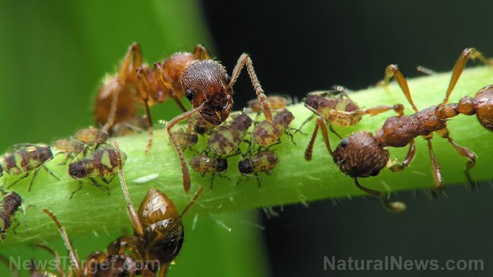 The first farmers were ants… and they’ve been farming for millions of years