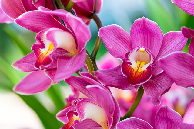 Flour made from orchid tubers can protect the liver from drug-induced toxicity