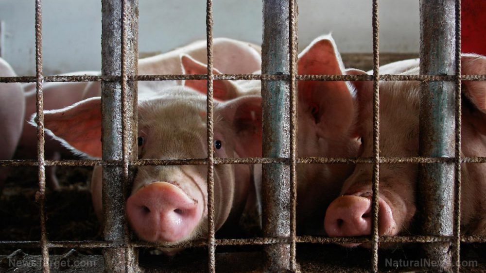 Quit eating bacon, ham and pork? Pigs are SMARTER than dogs, and pigs suffer horribly inside factory farms across America