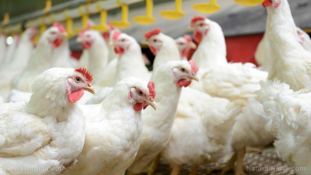 Are “free-range” and “organic” eggs as ethical as they seem? Controversial chicken husbandry practices and what you can do about it
