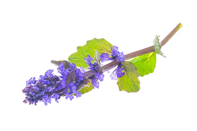 A member of the mint family, the bugleweed is a powerful medicinal herb you should be stocking up on