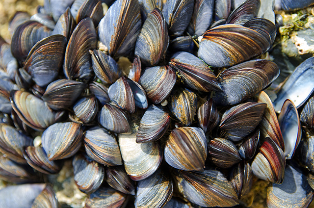 Ocean pollution threatens food supply: British mussels found to be full of microplastics