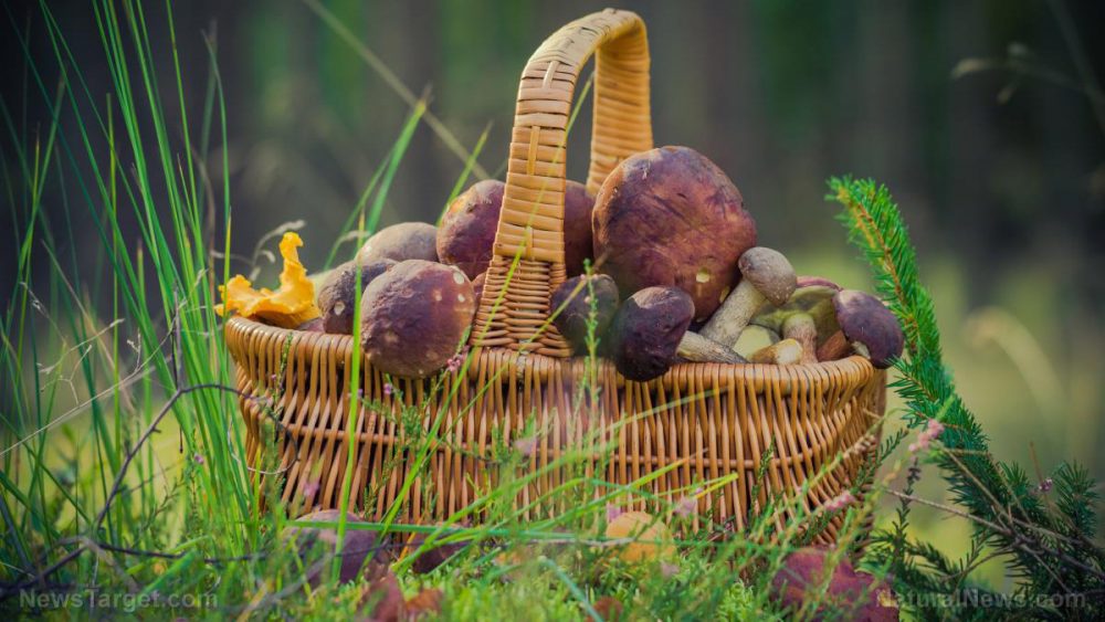 Is it edible? 3 easy steps to determine if you’ve found something edible in the wild