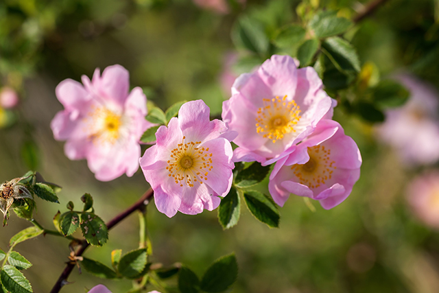 A species of wild climbing rose found to be effective alternative treatment for diabetes; it inhibits the conversion of starch to sugar