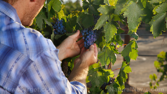 Grape growers can increase the nutrients in their wine by removing leaves early, though it does decrease crop size