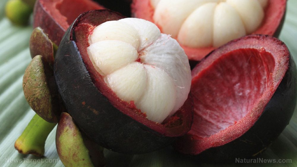 Seashore mangosteen, used for medicinal purposes in the East, found to protect the liver and inhibit cancer growth