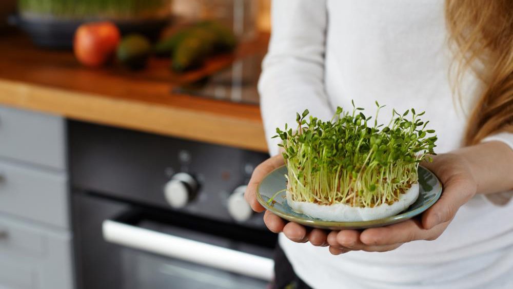 Here’s why you should eat alfalfa microgreens, the “King of all Foods”