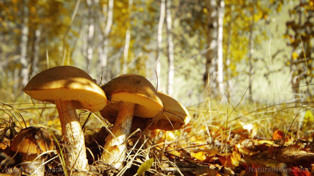 Belarusian mushrooms found to be contaminated with radioactive cesium