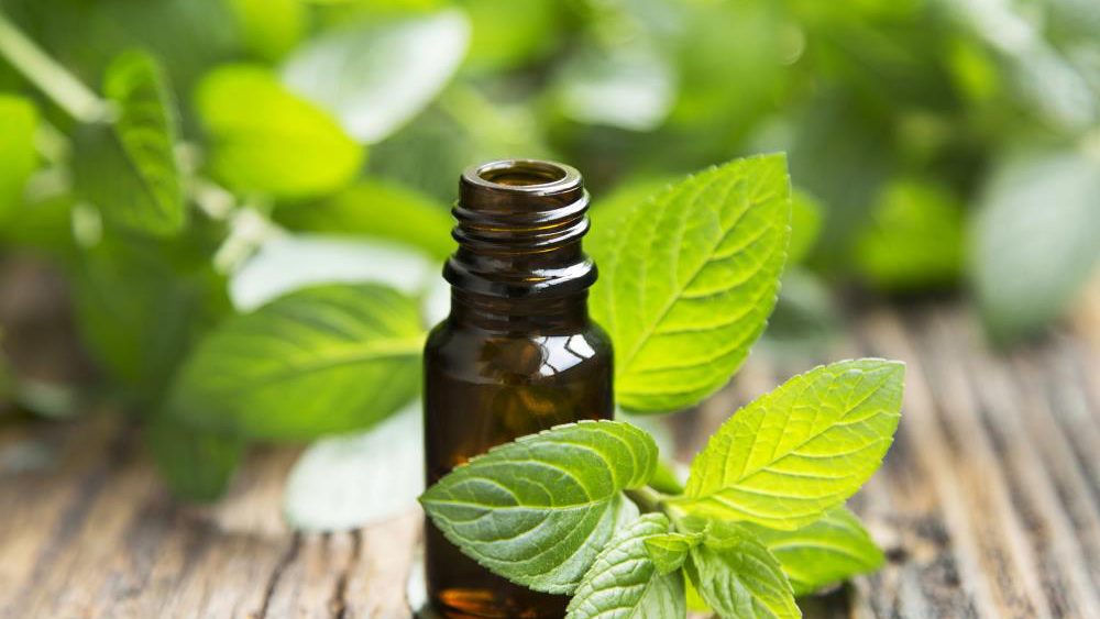 Drug-resistant bacteria can be treated with peppermint