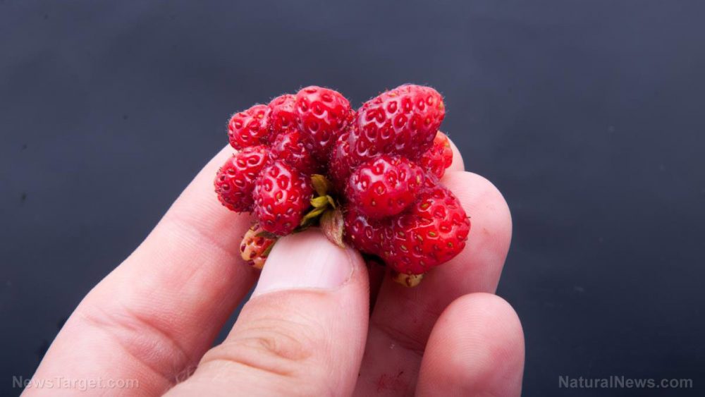 Produce ALERT: New EXPERIMENTAL Monsanto Franken-Fruits hit the produce racks soon – watch out for genetically mutated mushrooms, tomatoes, bananas and strawberries