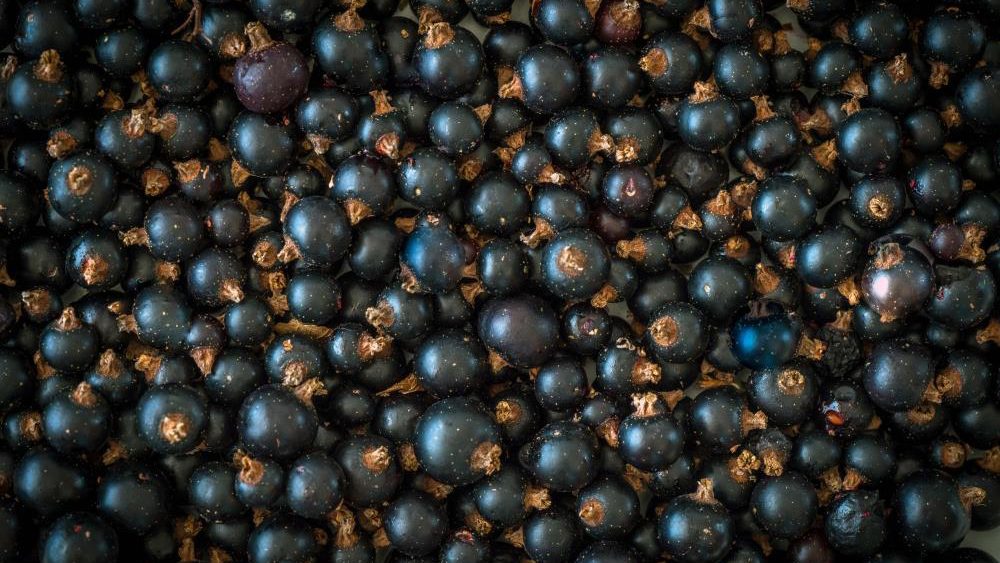 Blackcurrant prevents bone loss in menopausal women