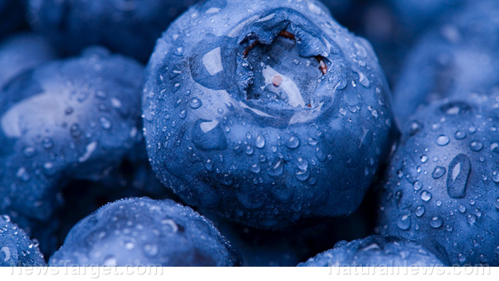 Say goodbye to embarrassing “senior moments” by eating more blueberries, the superfood known to keep your brain young