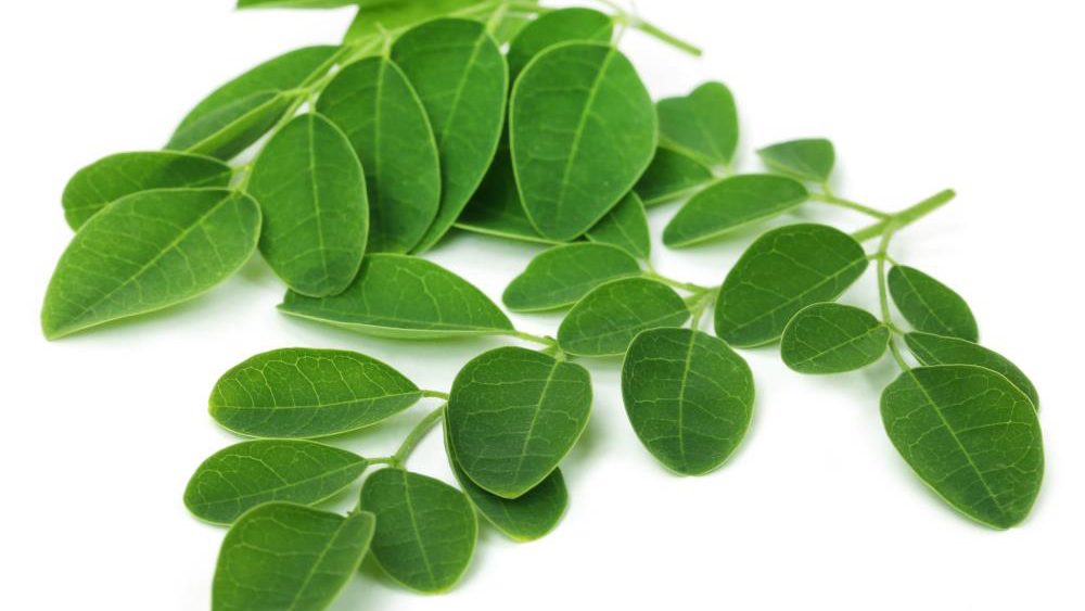 Learn how moringa, just like hemp, is a miracle healing plant – Watch at Brighteon.com