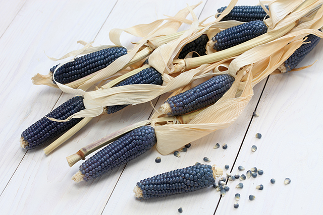 Blue maize extract can improve blood pressure