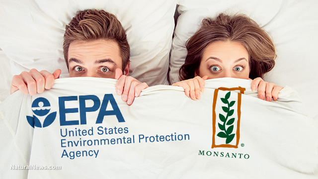 EPA in bed with Monsanto / Bayer, burying studies that show glyphosate causes cancer