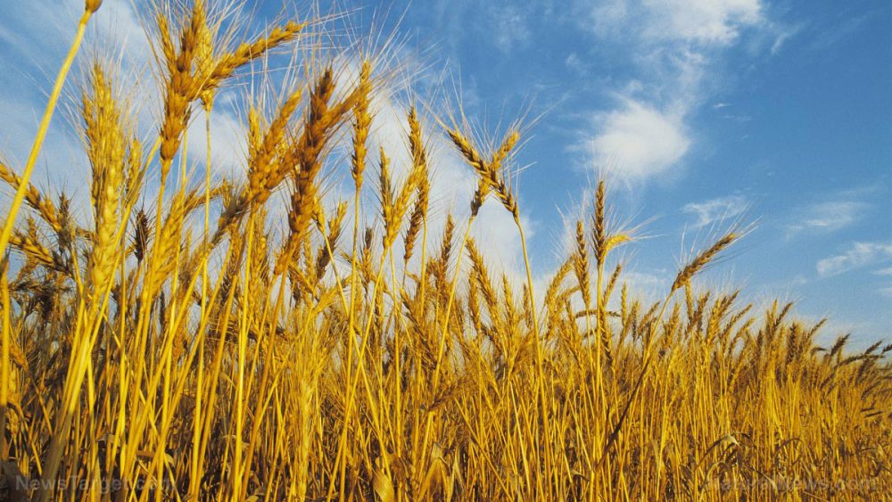 Modern wheat, sprayed with toxic chemicals, may be one of the worst foods to eat for gut health