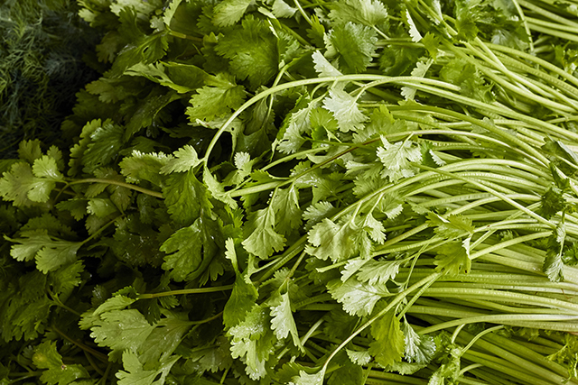 Researchers look at coriander as a potential treatment for diabetes