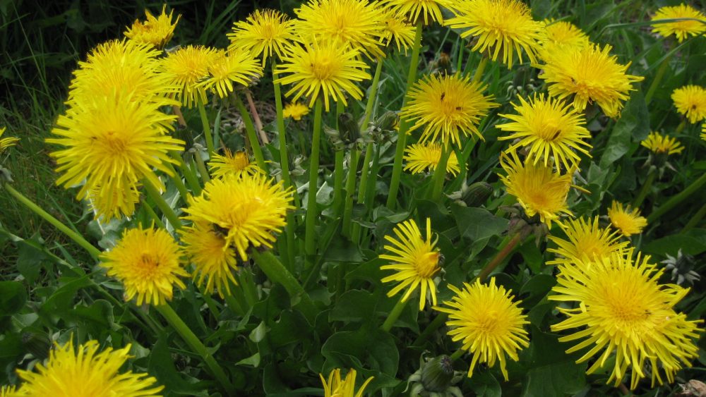 Science confirms the anti-inflammatory effects of a compound found in dandelions