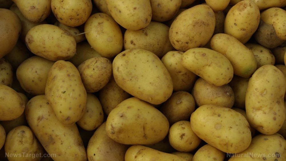 GMO potato creator says he’s concerned that his work may be negatively impacting human health
