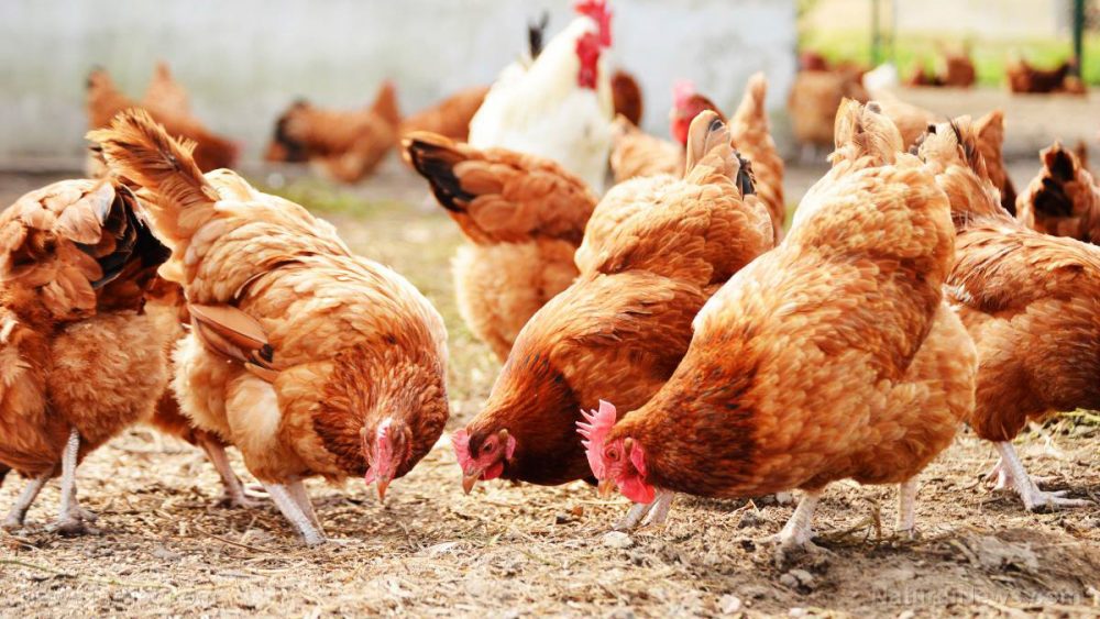 A healthy diet for chickens found to have less environmental impact than using traditional feed