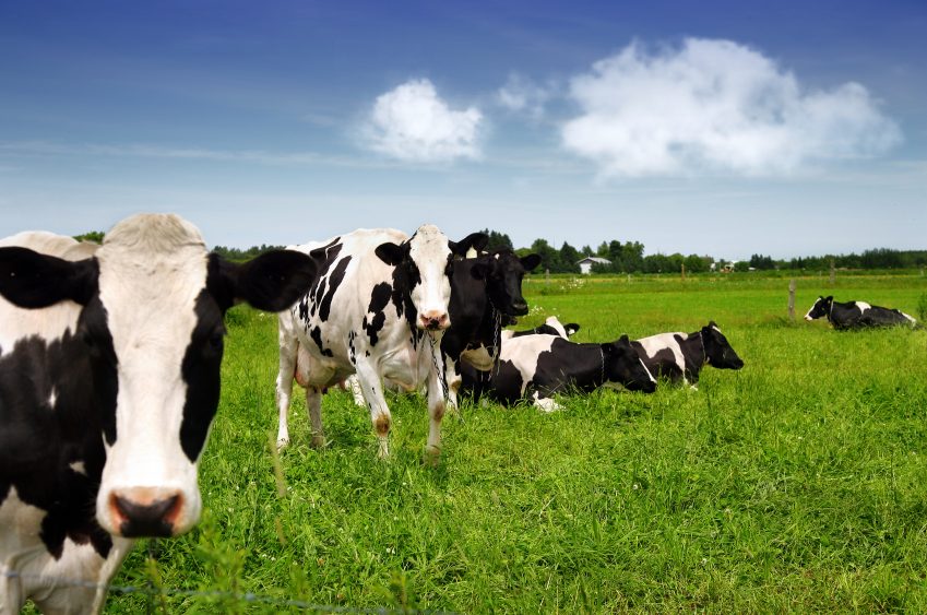 When cows are raised naturally, cattle production becomes environmentally friendly and sustainable, producing a healthier product