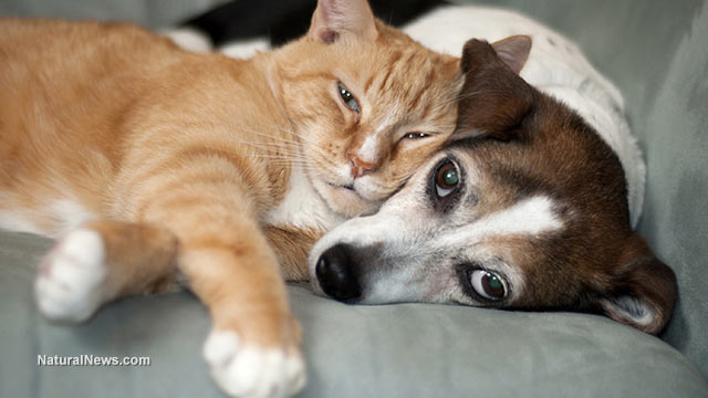 Is YOUR indoor cat or dog consuming parabens? The preservatives are poisoning pets