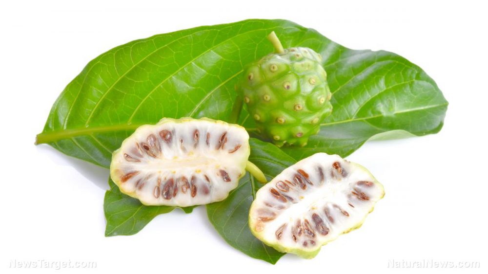 Fermented noni fruit protects against inflammatory diseases of the colon